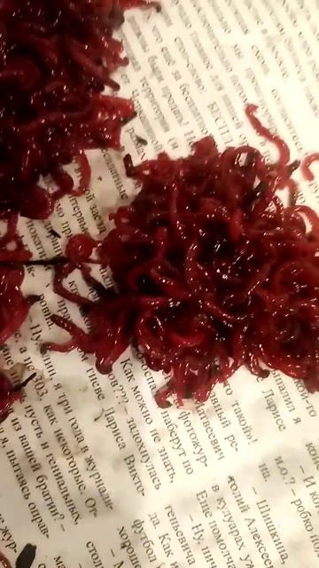 Мотыль смотреть онлайн