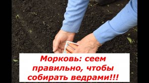 Посев моркови: когда и как сеять? #овощи # полезные советы #морковь