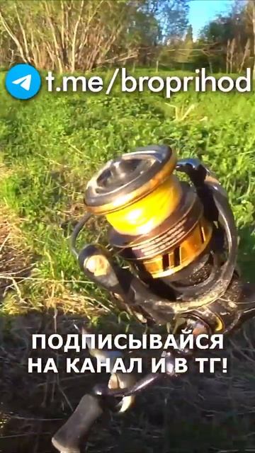 Поклёвка, она самая) #рыбалка #fishing #рыба #река #лето #бра смотреть онлайн