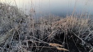 Սազանի ձկնորսություն կուկուռուզով/Ловля сазана на ку?