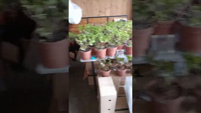 🌿Крупнолистная гортензия🌿Обзор растений, полученн? смотреть онлайн