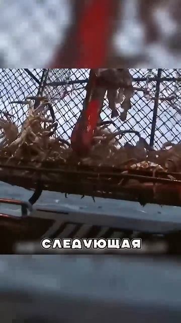 Почему ловля краба ОПАСНА ДЛЯ ЖИЗНИ