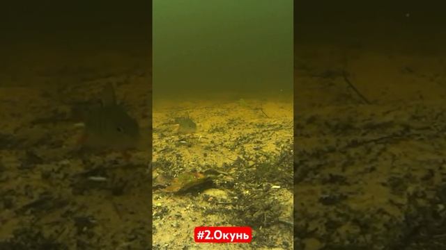 #1часть .Окунь.#подводное видео. смотреть онлайн