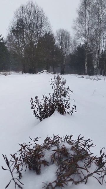 Лаванда под снегом