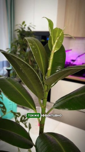 Как избавиться от тли на комнатных цветах #комнатныерастения #сад #дача #огород