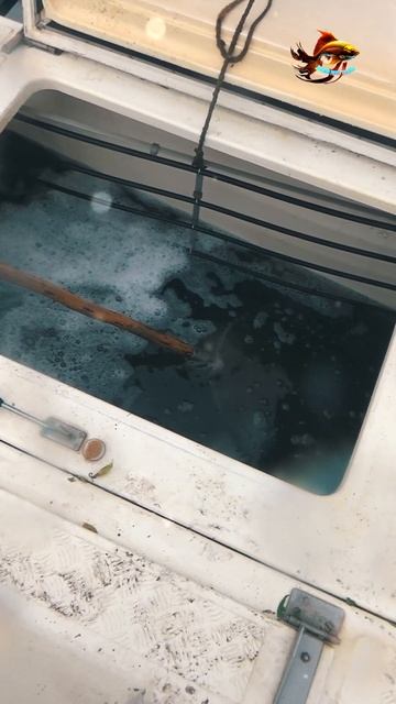 Именно так мы запускаем сазана в озеро для свободной р смотреть онлайн