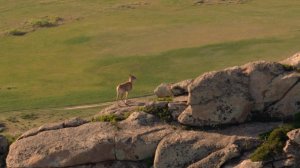 Казахстанский архар