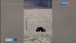 В Коми проснулись медведи