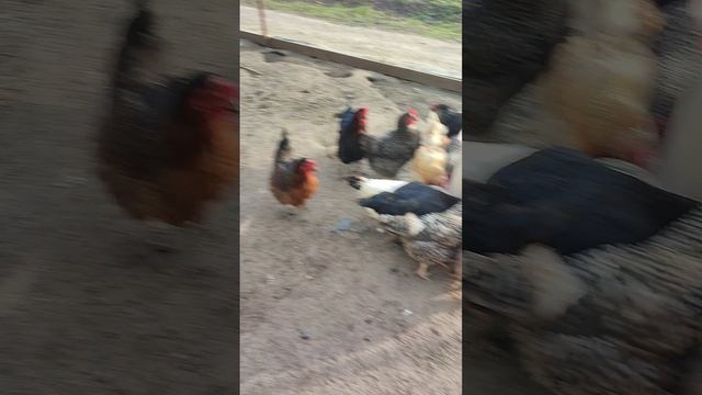 Загоняю курочек🐔 в загон. Сегодня у них плотный ужин и богатый стол ☝