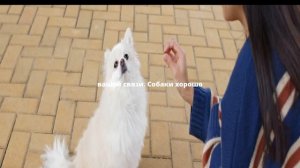 12 ошибок, которые вредят Вашей собаке