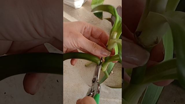 Вытянулась Традесканция РЕО? Сделай ТАК! #традесканци