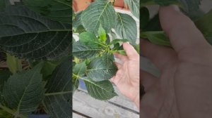 Гортензия серии Рандеву сорт Френч Канкан Блю🌸27.06.2024