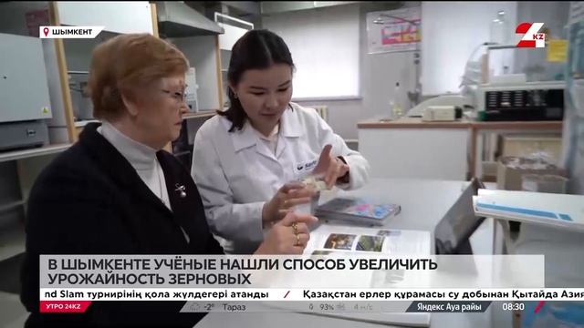 Учёные нашли способ увеличить урожайность зерновых в