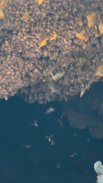 Сколько летучих мышей насчитали?)) #семейныйвлог #жизн? смотреть онлайн