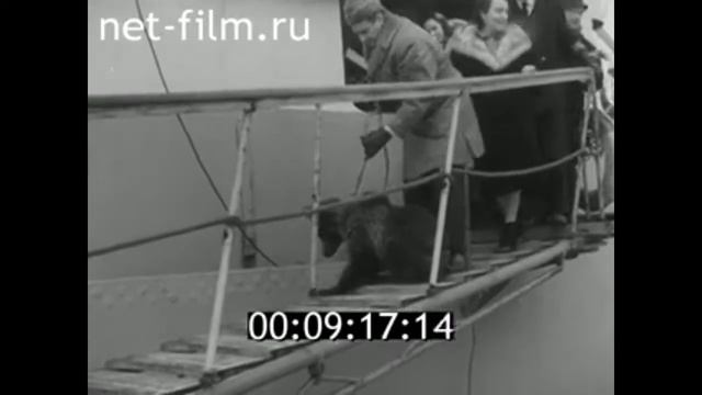1964г. медвежий цирк. Валентин Филатов. Ленинград