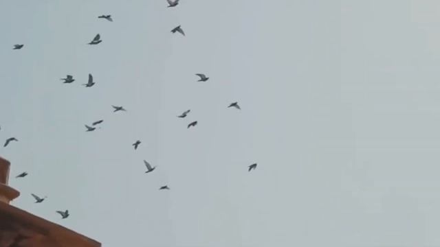 В Индию [EM] смотреть онлайн