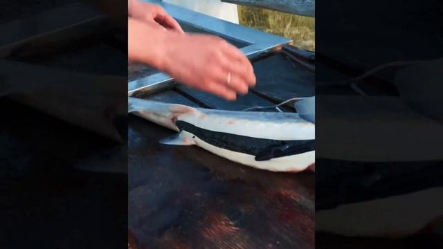 «На закидушку» поимка Осетра на р.Лена