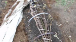 Укрытие инжира на зиму без канавок.