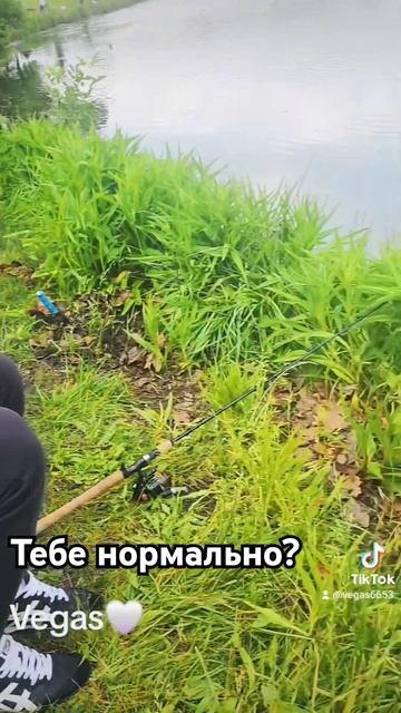 @VegasScottishFold6653 #new #scottishfold #британец#кот #новинки #тренд #fis смотреть онлайн