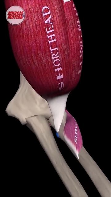 Супинация предплечья смотреть онлайн