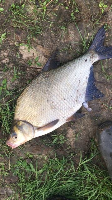 Лещ на бутерброд #bream #fishing #днепр #донка #лещнафидер #ле смотреть онлайн