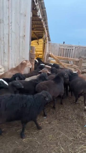 Бараны откормочные 160-голов,цена рублей 310руб за жив ве смотреть онлайн