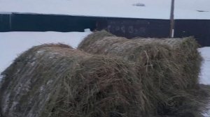 Зимний курятник с морского контейнера