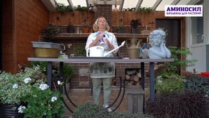 Лучшая прикормка для ГОРТЕНЗИИ осенью! Секреты ухода ?