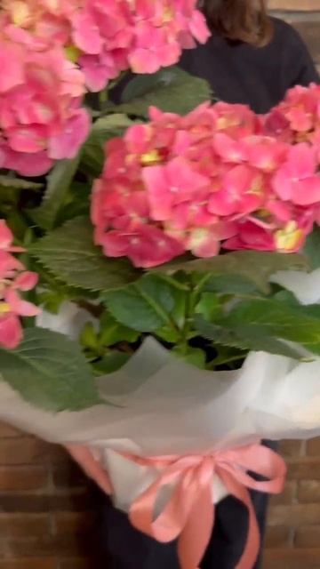 Розовая гортензия в горшке смотреть онлайн