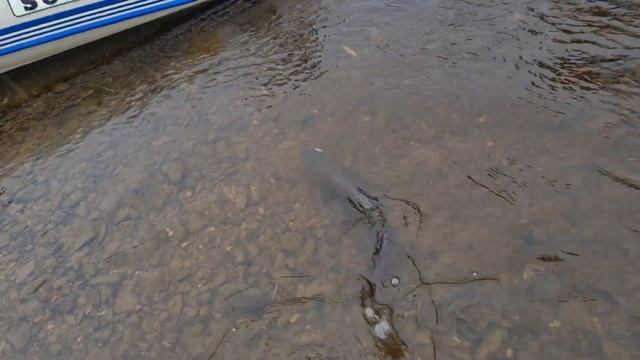 Тайга, Хабаровский край смотреть онлайн