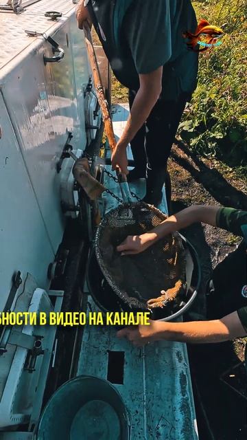Этот сазан запускается в озеро для твоей свободной ры? смотреть онлайн