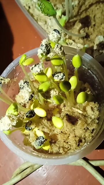 рост при комнатной температуре смотреть онлайн