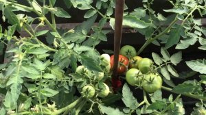 Новинки томатов 2023 года. Томат Подсинеевский ранний. Обзор в теплице 18 июня.