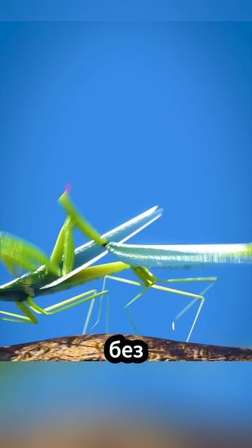 Богомолы едят головы? 😟 смотреть онлайн