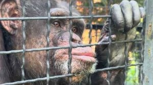 КинКонг Джуди разозлилась и устроила РАЗГРОМ в вольере, мы ее еле задобрили)