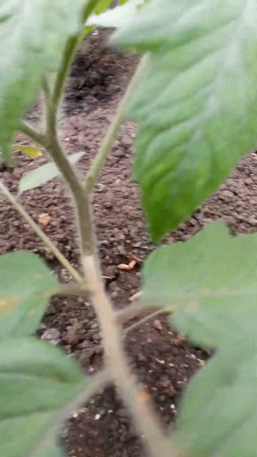 Томаты в теплице, прошло 5 дней смотреть онлайн