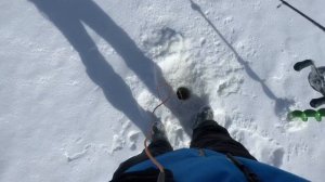 НАЛОВИЛ СУДАКА!!! РЫБАЛКА НА ВИБЫ! Озеро Ведлозеро! Кар?