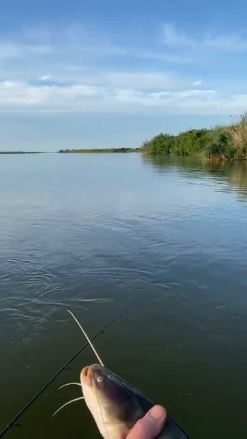 Рыбалка в Астрахани! #рыбалка #астраханскаяобласть #вр смотреть онлайн