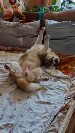 Наше чудо - дворовой корги.