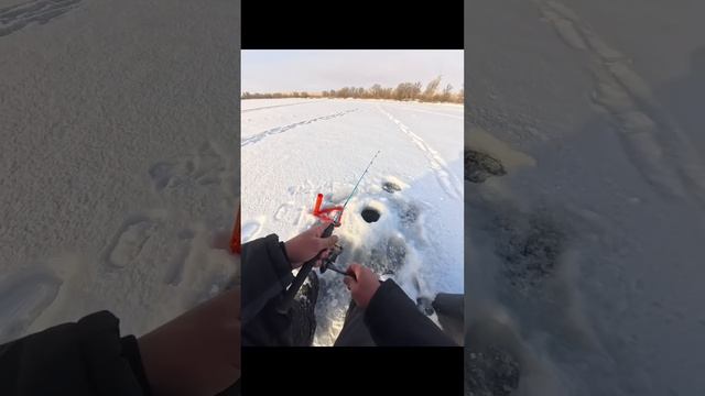 Рыбалка на жерлицы, планка под спиннинг #рыбалка #жерл? смотреть онлайн