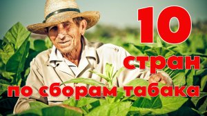ТАБАК: ТОП 10 стран мира по сборам табака