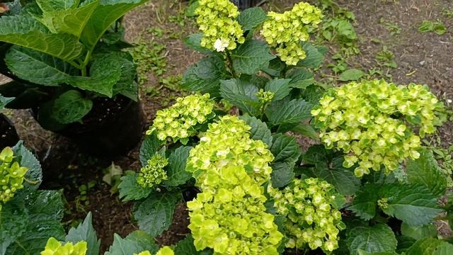 Цветут крупнолистные  гортензии  из серии Рембрант. смотреть онлайн