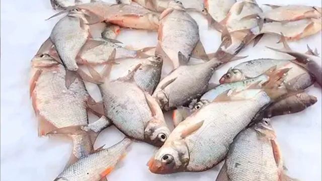 Рыбаки ЗИМОЙ ЛЕЩА ВЫДИРАЮТ на Удочку! КАК У НИХ ЭТО ВЫХ
