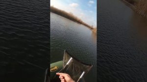 Ловля щуки на кружки! #fishing #pike #щука #рыбалка #рыбалкасл