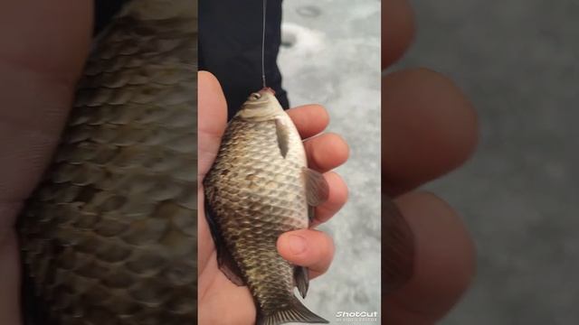 Ловим карася зимой.26.01.2025 смотреть онлайн