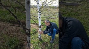 Обрезка берёзы