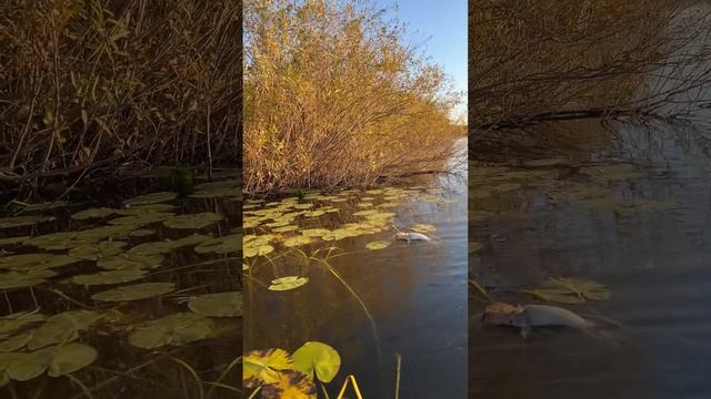 Случай на рыбалке #fishing #щука #рыбалка #щуканаспиннинг # смотреть онлайн