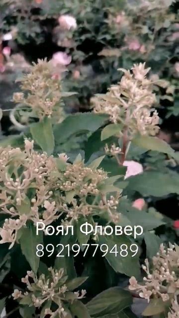 заказать гортензии можно через ВАЦАП 89219779489 смотреть онлайн