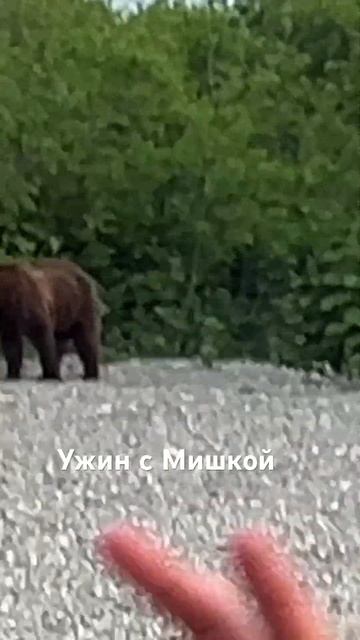 Ужин с медведем 2 #рыбалка #fishing #медведь #рыба #животные смотреть онлайн