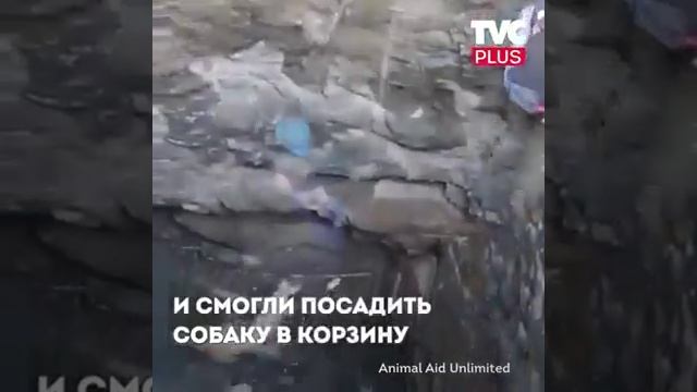 Собака упала в колодец. Спасибо тебе Господи за таких ? смотреть онлайн